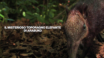 Il misterioso toporagno elefante di Arabuko (2008)